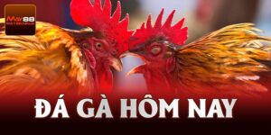 Đá Gà Hôm Nay – Nơi Thỏa Lòng Niềm Đam Mê Của Cược Thủ