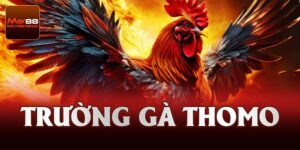 Trường Gà Thomo May88 – Điểm Cược Đỉnh Cao Kinh Điển